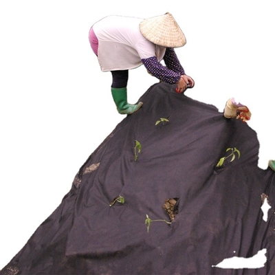 पीपी स्पूनबॉन्ड कृषि गैर बुना कपड़ा खरपतवार कवर यूवी उपचार के लिए