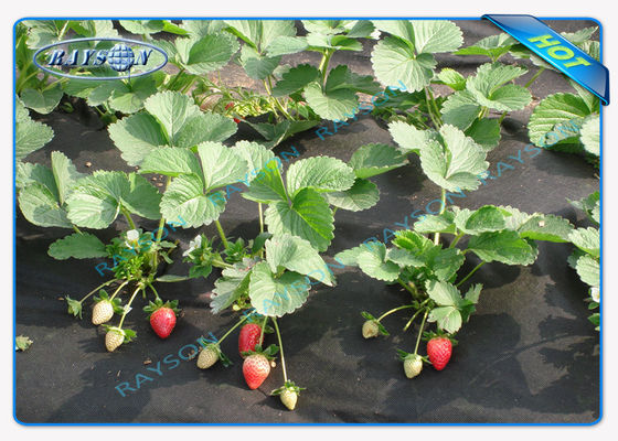 काले रंग में बायोडिग्रेडेबल हैवी ड्यूटी कृषि गैर बुना कवर 100OZ 40gsm से 100gsm